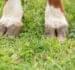 The Importance of Hoof Hygiene and Care in Animal Health